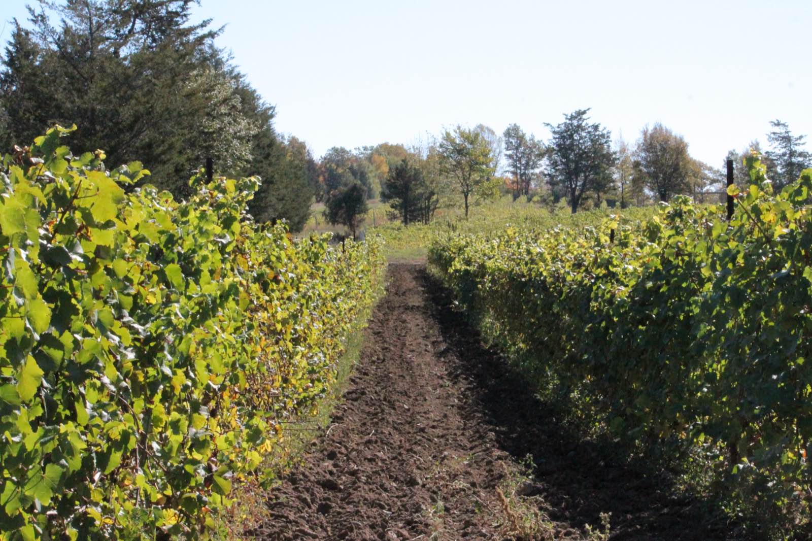 Looking down a planted vineyard row between vines heavy with leaf